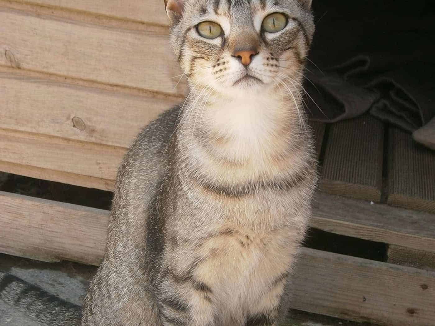 Tierheim Dresden zieht Bilanz: 861 Tiere aufgenommen, viele warten noch auf ein Zuhause