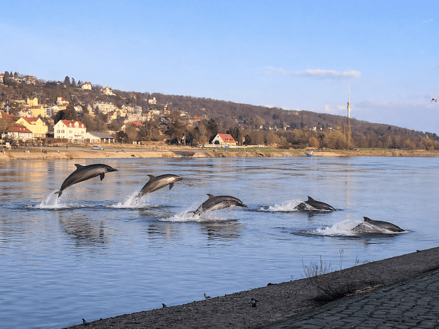 Fünf Delfine springen in unterschiedlichen Bewegungsphasen durch die Elbe nahe dem Ufer, während im Hintergrund der Loschwitzer Elbhang mit Häusern, Hügeln und dem Fernsehturm zu sehen ist.