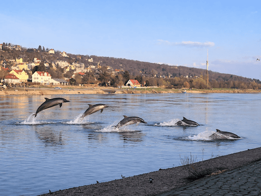 Fünf Delfine springen in unterschiedlichen Bewegungsphasen durch die Elbe nahe dem Ufer, während im Hintergrund der Loschwitzer Elbhang mit Häusern, Hügeln und dem Fernsehturm zu sehen ist.
