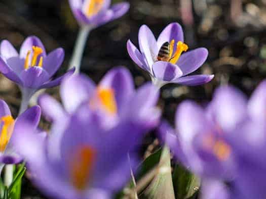 Die neue Woche wird frühlingshaft mild in Sachsen