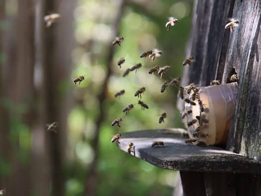 Nahaufnahme von Honigbienen auf einer Bienenwabe – Symbolbild zur Amerikanischen Faulbrut.
