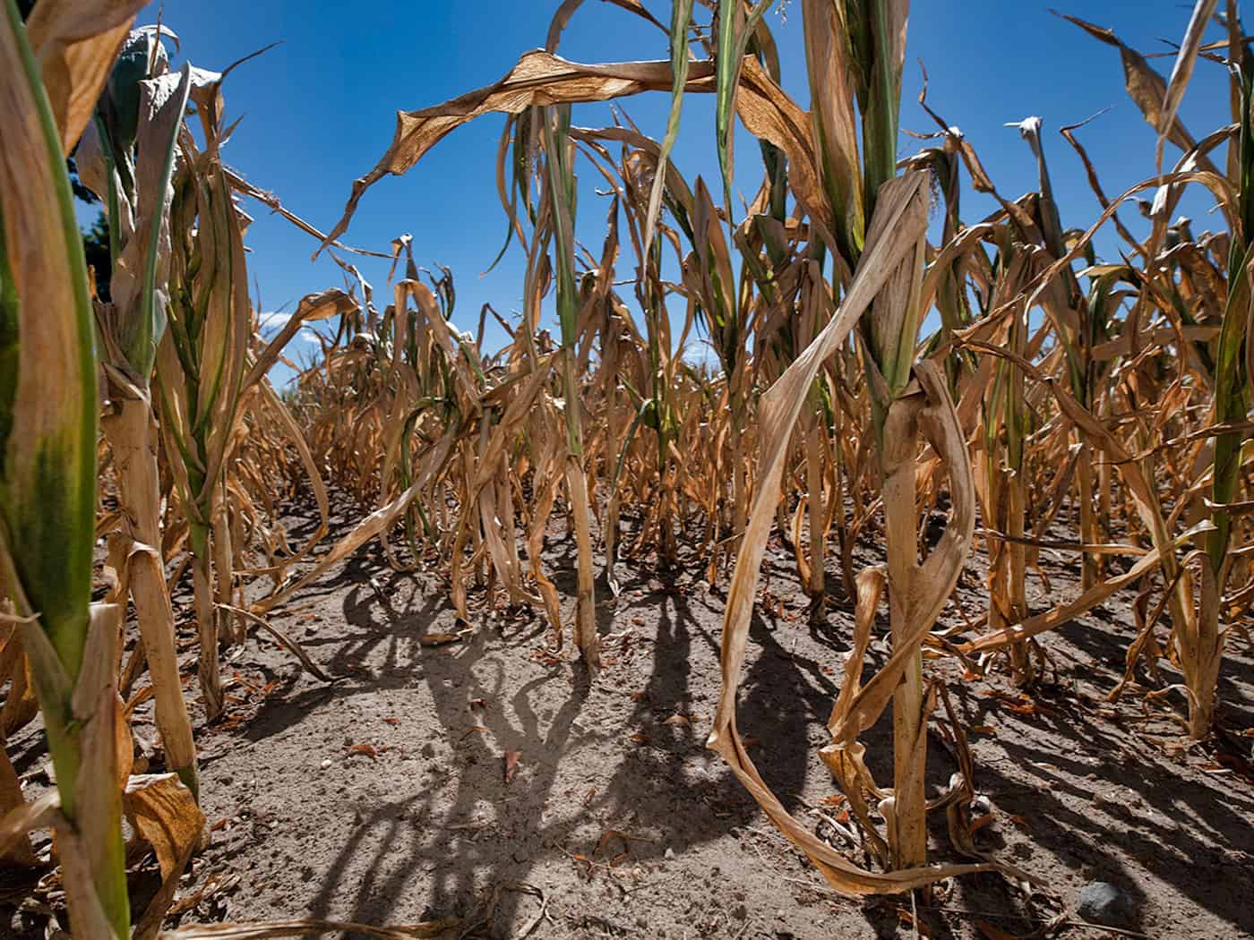 Crop failure due to drought: Saxon climate researchers warn that such scenes could become more frequent even with moderate warming.