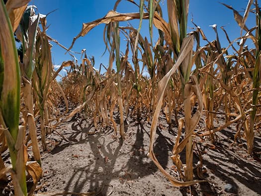 Crop failure due to drought: Saxon climate researchers warn that such scenes could become more frequent even with moderate warming.