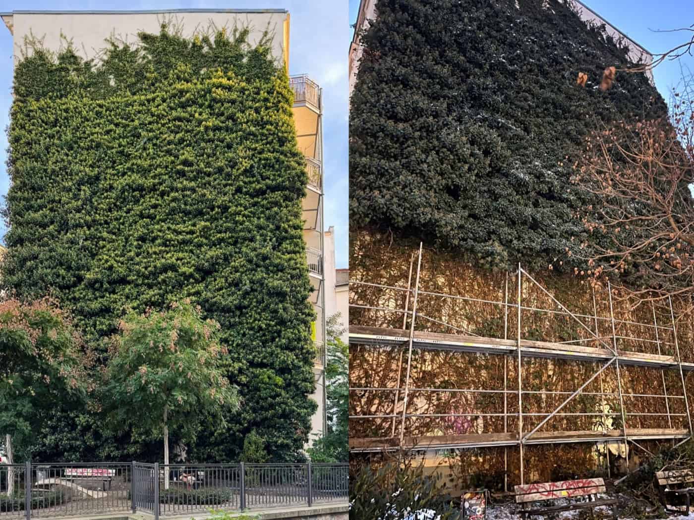 Die Efeu-Wand an der Thomasiusstraße im Vorher-Nachher-Vergleich. Fotos: Ökolöwe e.V.