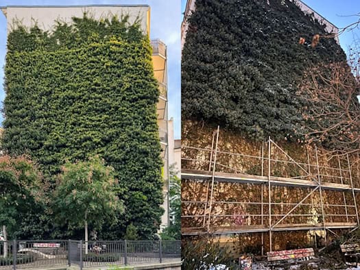 Die Efeu-Wand an der Thomasiusstraße im Vorher-Nachher-Vergleich. Fotos: Ökolöwe e.V.