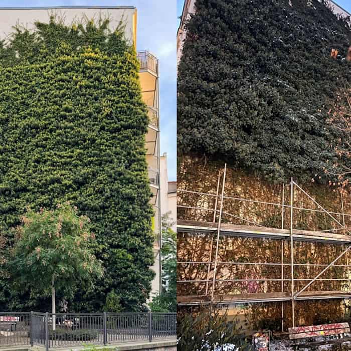 Leipzig: Efeu an denkmalgeschtztem Haus ohne Genehmigung entfernt