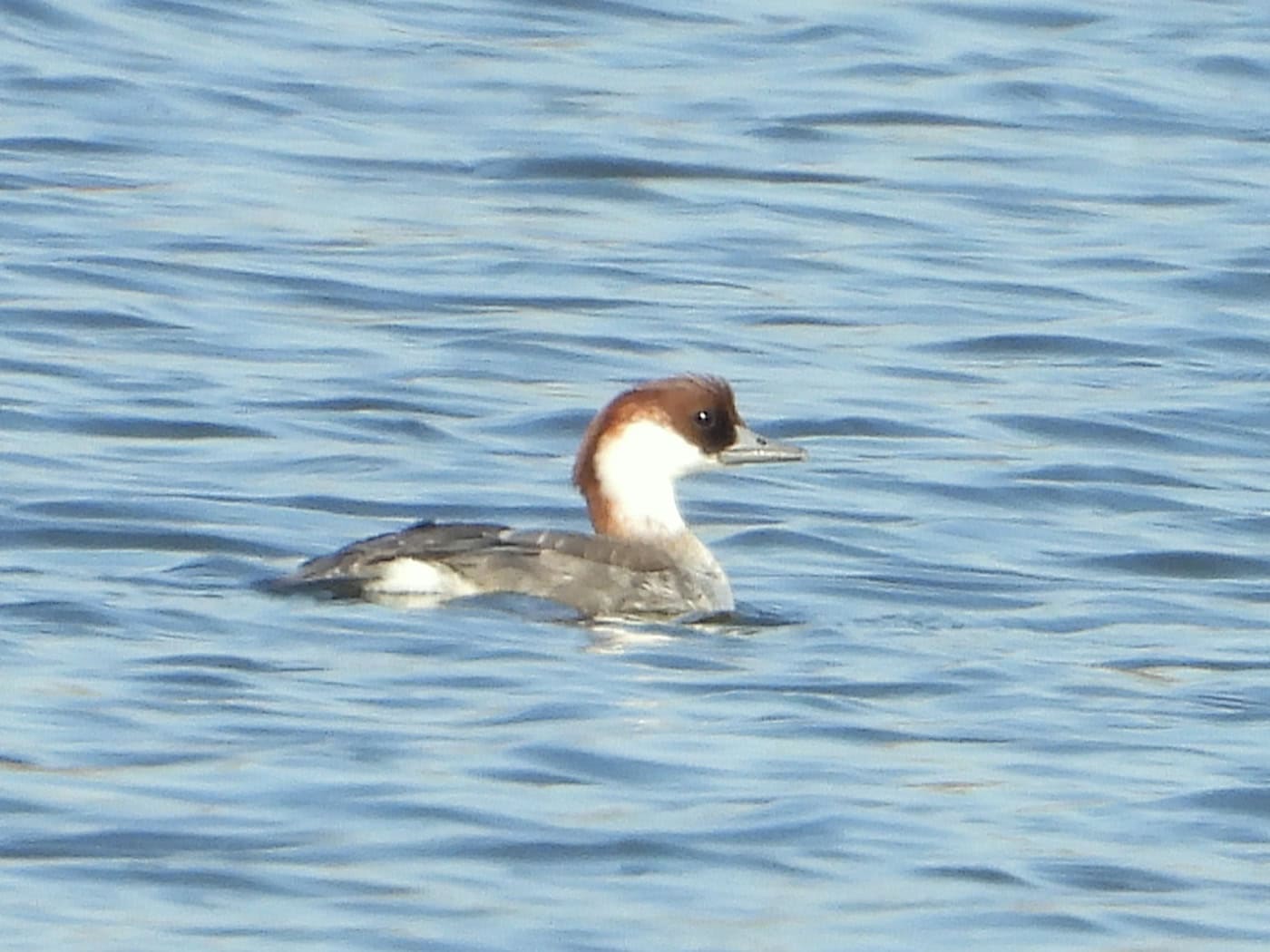 Das Weibchen des Zwergsägers ist selten in der Lausitz zu beobachten. Foto: Gudrun Stark