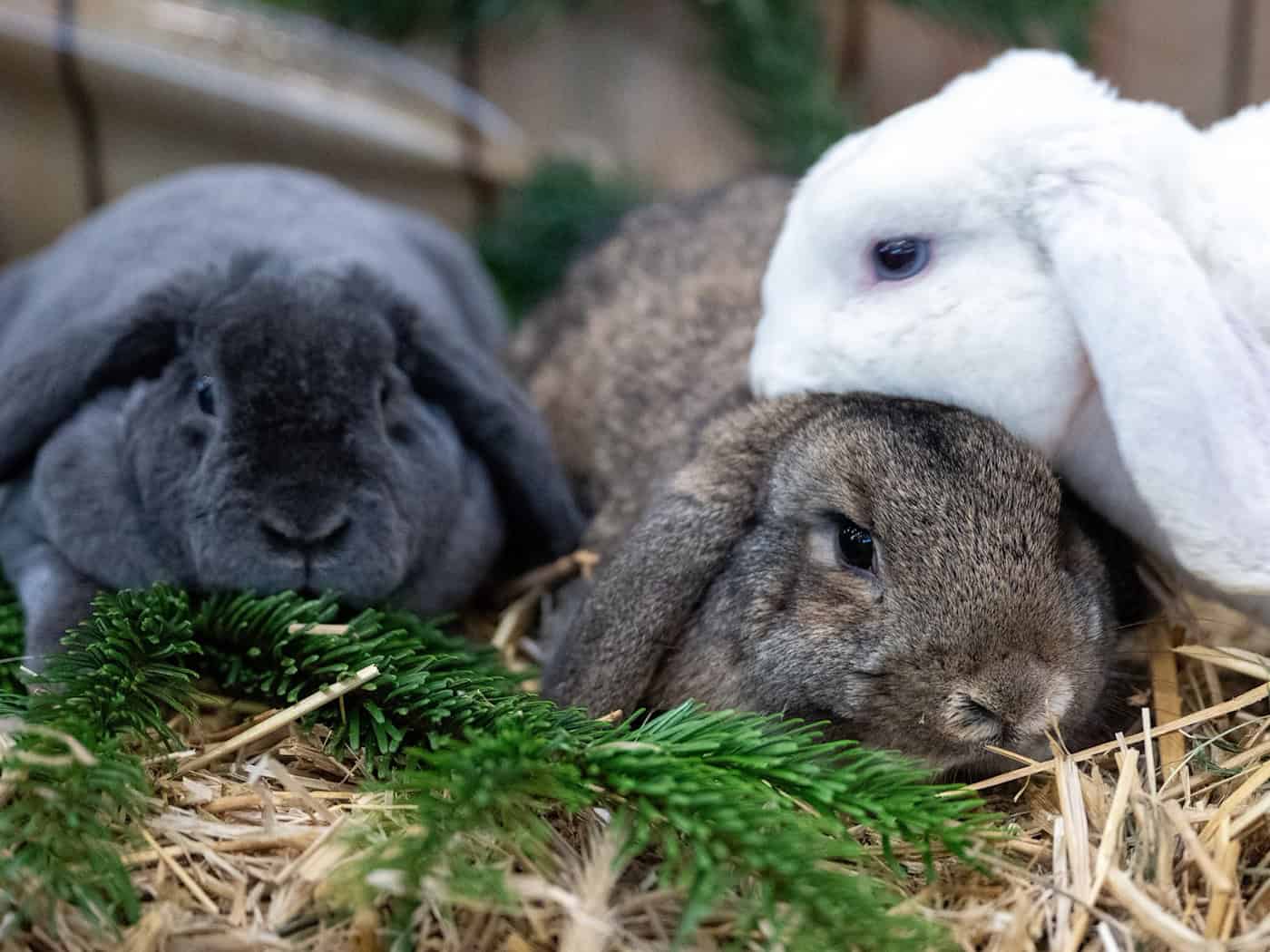 Zelené dětské dny: Co potřebuje myš k dobrému životu?