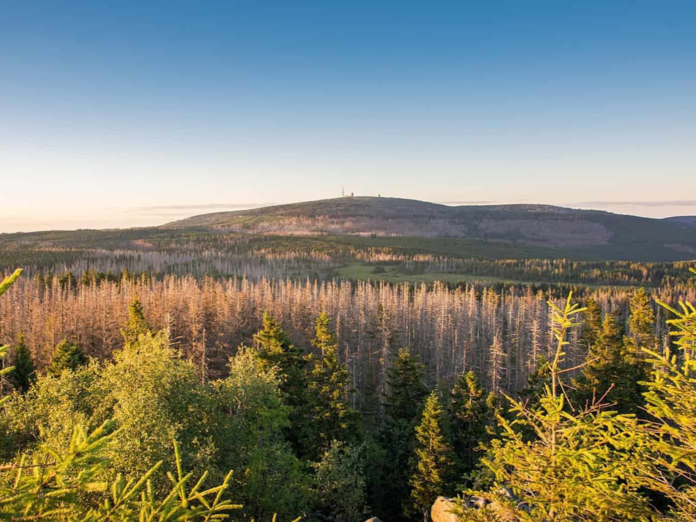 Was am Brocken bereits Realität ist, droht Europas Wäldern im großen Maßstab: Borkenkäfer, Stürme und Brände könnten die geschädigte Waldfläche bis 2100 verdoppeln.