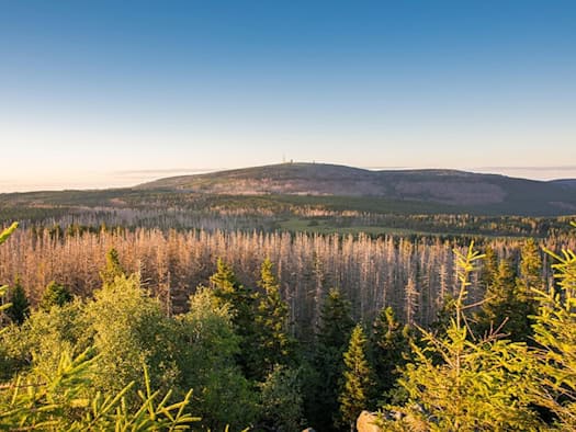 What is already a reality on the Brocken is threatening Europe's forests on a large scale: bark beetles, storms and fires could double the damaged forest area by 2100.