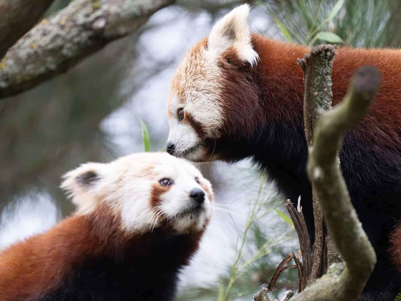 Pandy červené Jackie a Shan se stěhují do drážďanské zoo