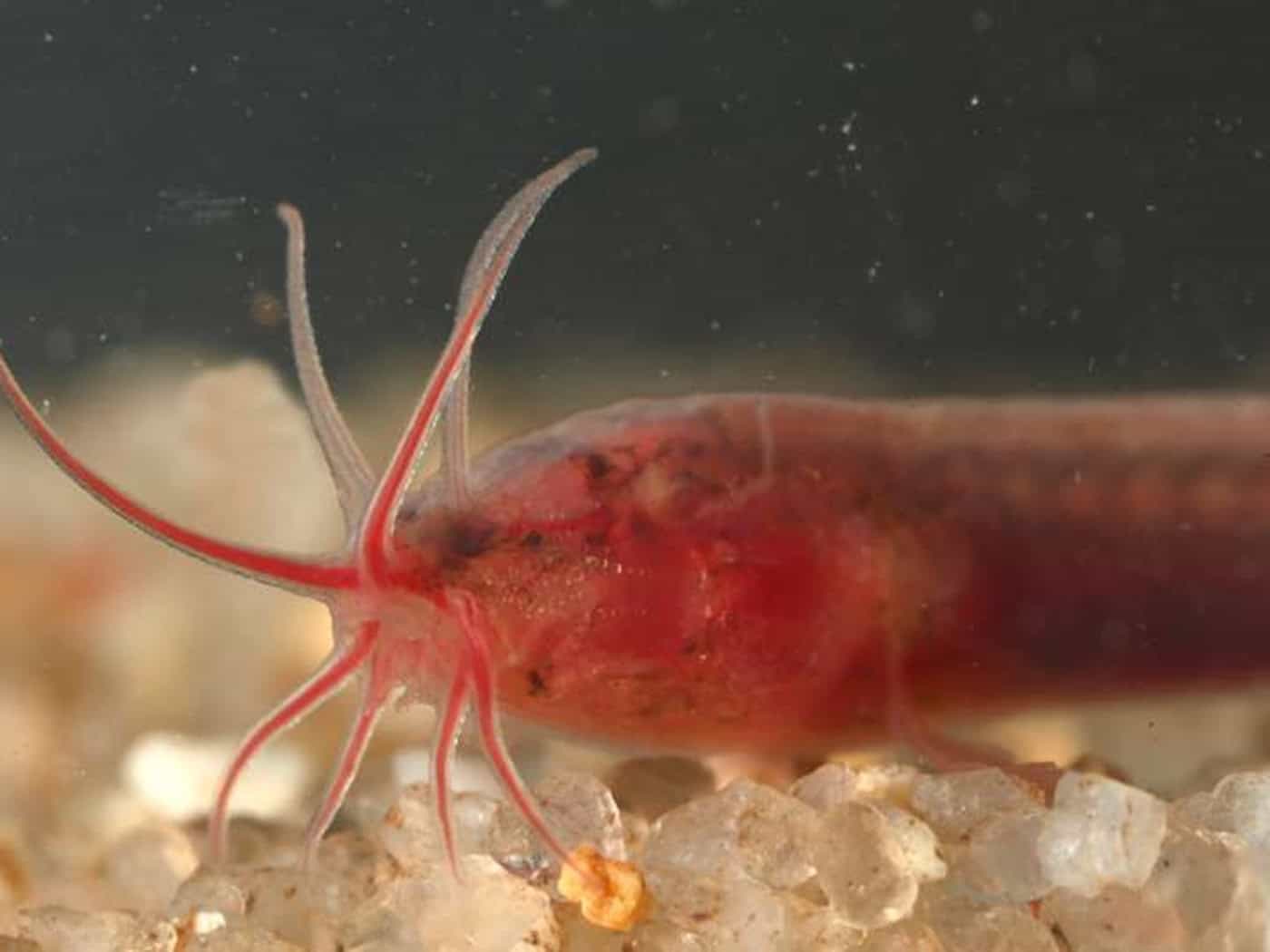 No skullcap, no functioning eyes: the tiny fish Gitchak nakana has adapted perfectly to life in the dark. It was discovered by chance in a well in north-east India.