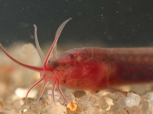 No skullcap, no functioning eyes: the tiny fish Gitchak nakana has adapted perfectly to life in the dark. It was discovered by chance in a well in north-east India.