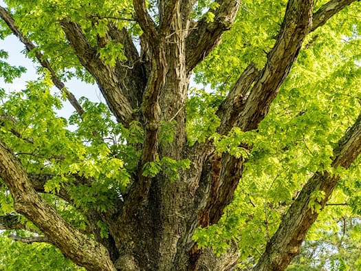 Coswig pflanzt Eichen zu Ehren von zwei Bürgermeistern
