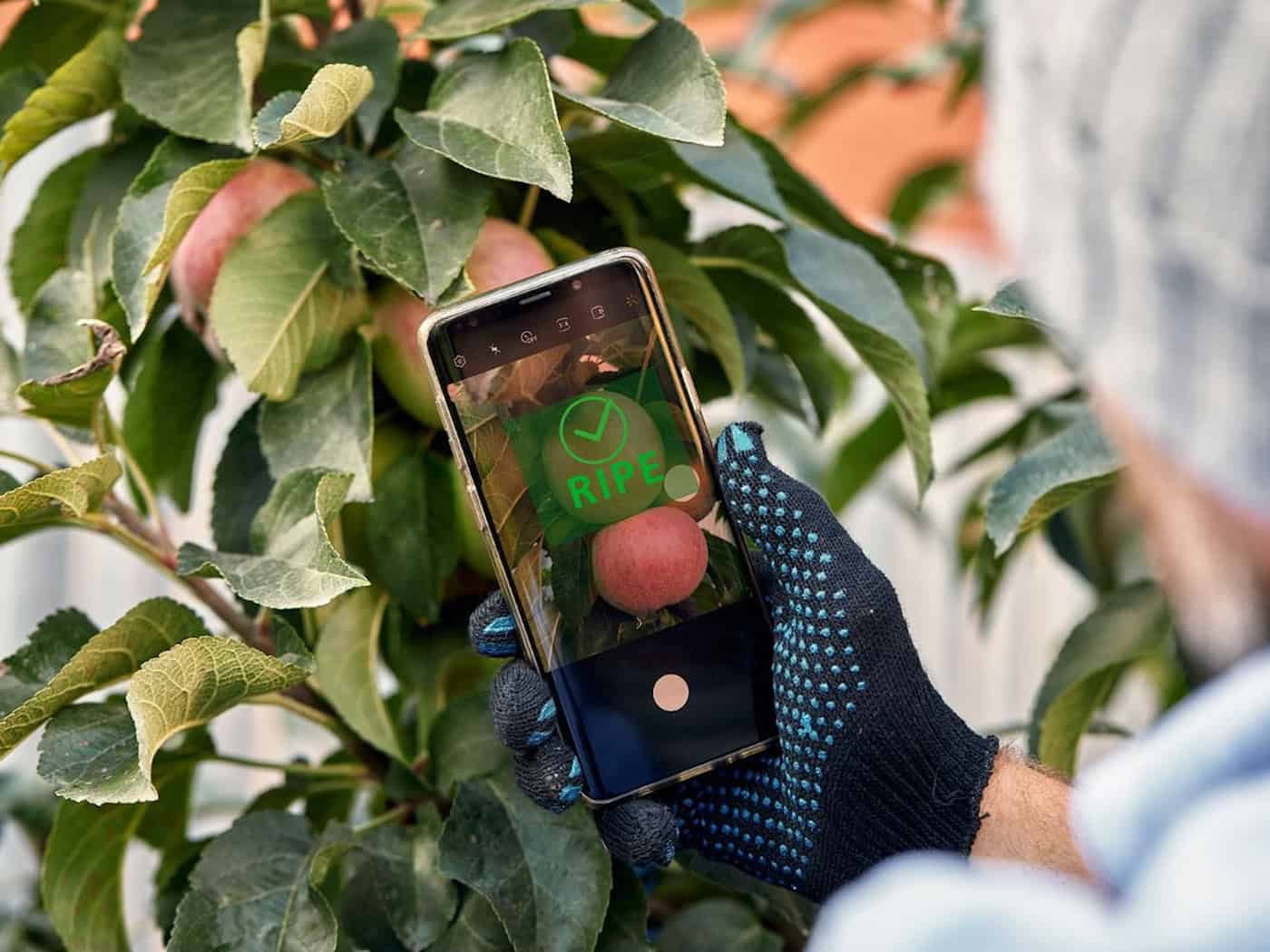 Reifetest auf Knopfdruck: Das miniaturisierte Spektrometer des Fraunhofer IPMS erkennt per Lichtmessung, ob Obst erntereif ist.