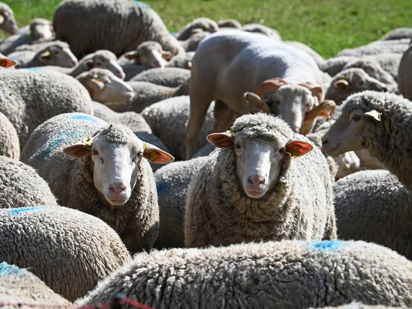 Поголів'я овець у Саксонії-Ангальт продовжує скорочуватися