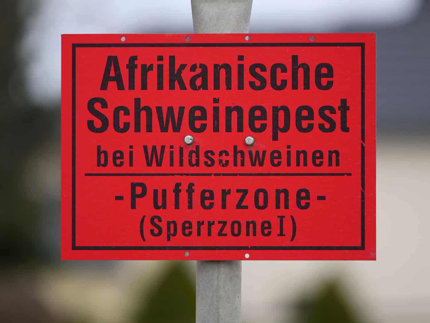 Peste porcina: levantada la última zona restringida en Sajonia