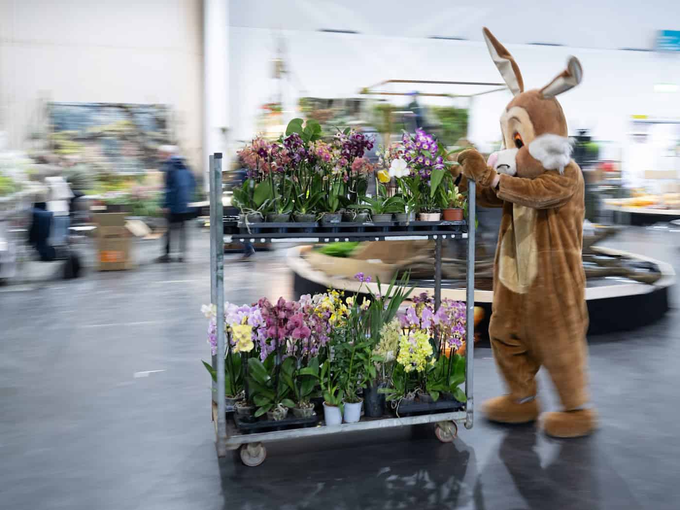 Exposición de raras orquídeas en Dresde