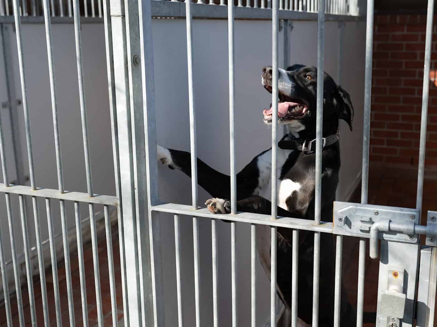 Zvířecí útulky se potýkají s přetížením a klesajícími dary