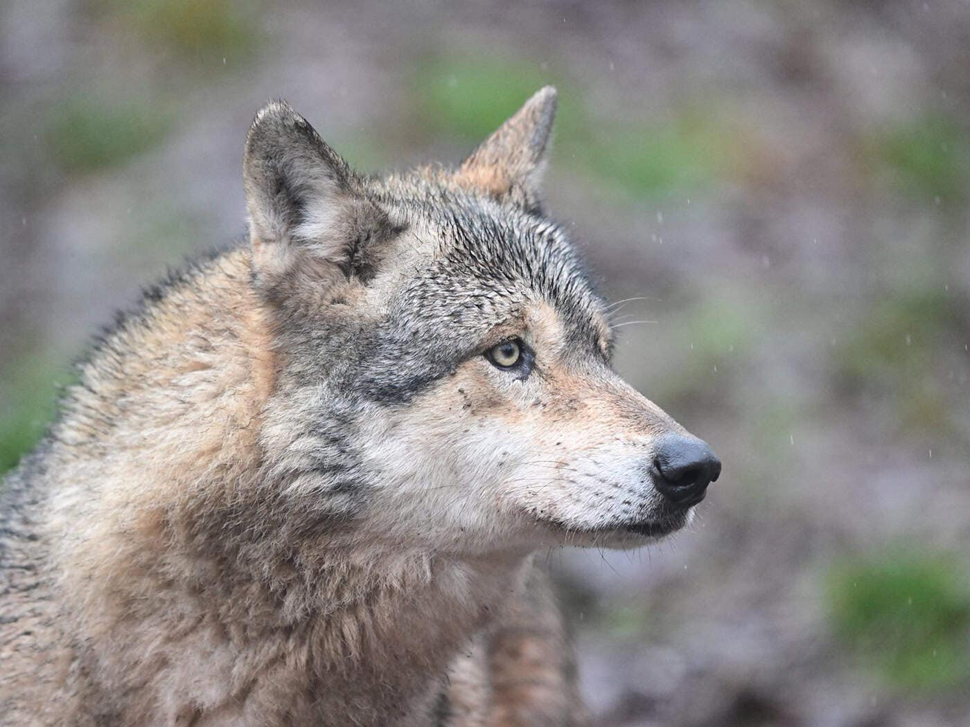 Přejetí policejním autem: Vlk pocházel ze Saska