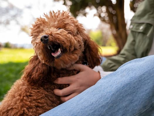 Glücklicher Hund wird im Freien von einer Person gekrault. Im Hintergrund grüne Wiesen und Bäume - Symbol für hundefreundliche Lebensräume.