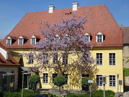 Foto: Großer Blauglockenbaum in Blüte vor einem historischen Gebäude