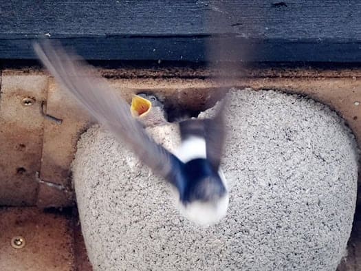 The first swallows are back in Saxony