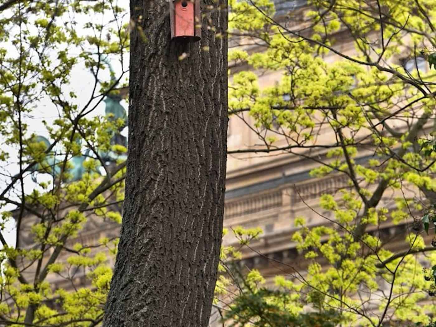 Vogelhilfe im Herzen der Stadt: Prag 1 startet Nistkasten-Projekt