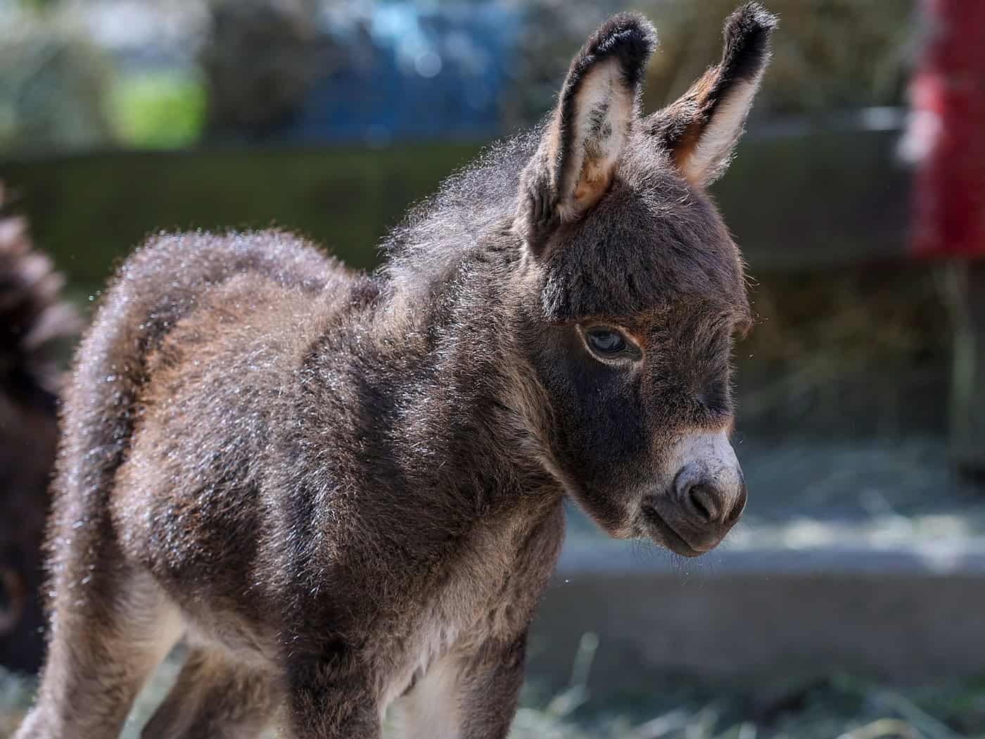 Eltern nur 80 Zentimeter groß: Eselfohlen im «Zoo der Minis»