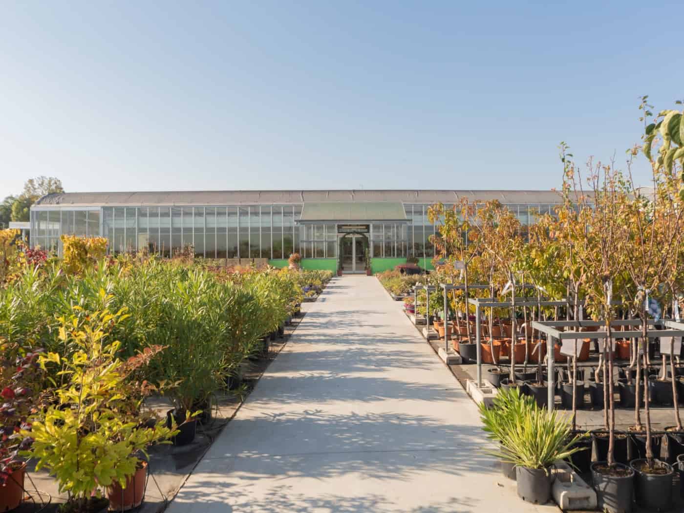 Mehr Schatten für Schüler: Dresden pflanzt neue Bäume an Schulen