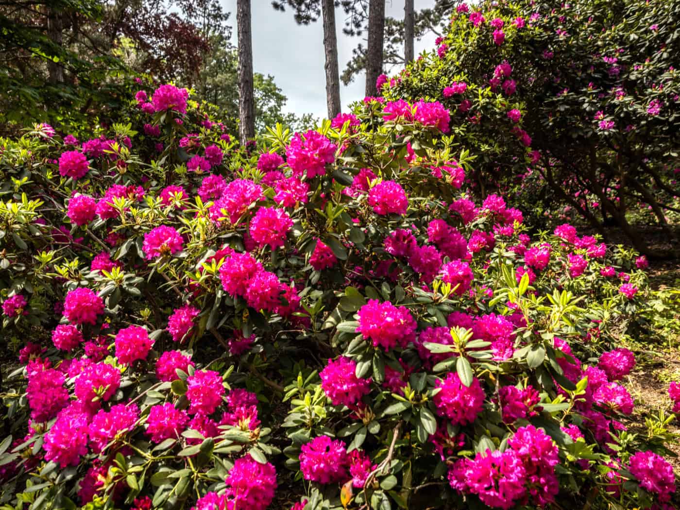Blütenmeer über Kamenz