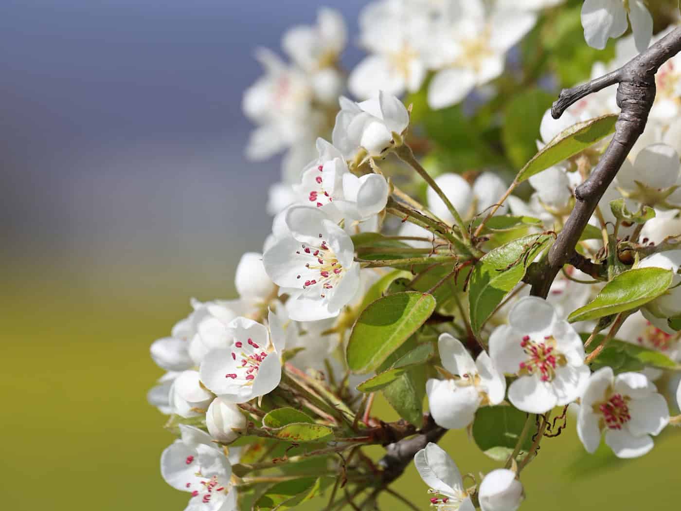 Frost threatens fruit blossom