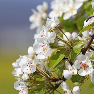 Frost bedroht Obstblüte