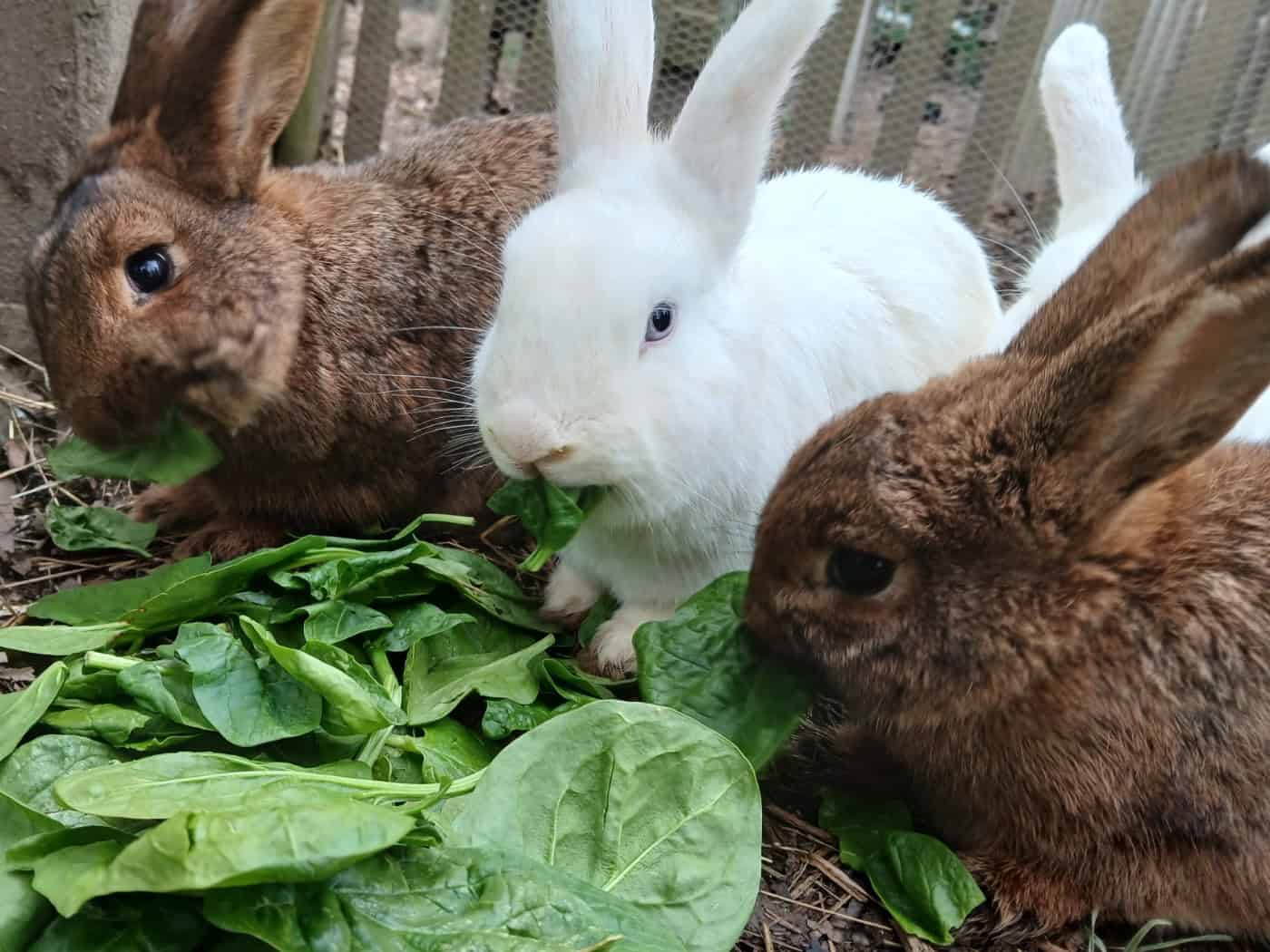 Spinat beim Bauernmarkt in der Hebelei