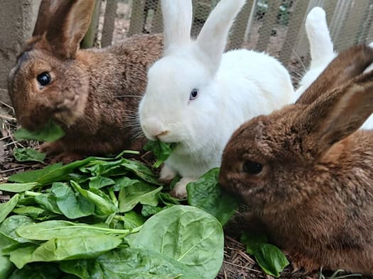 Spinat beim Bauernmarkt in der Hebelei