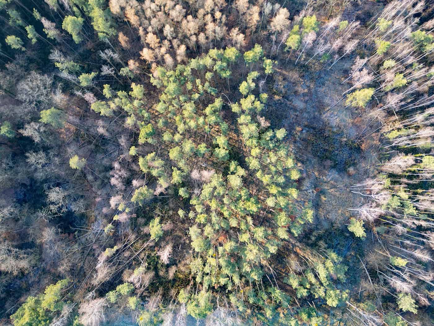 Hohe Waldbrandgefahr im Norden und Osten Sachsens