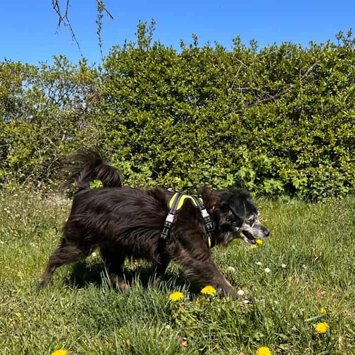 Tierheimspende