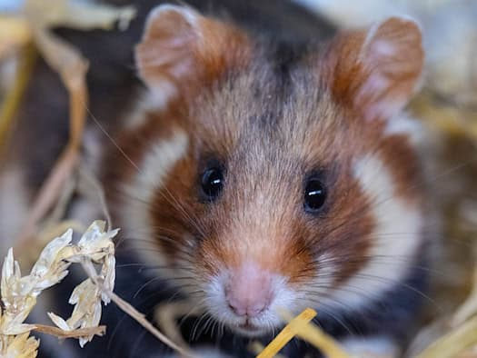 Křečci polní jsou v severním Sasku vypouštěni zpět do volné přírody