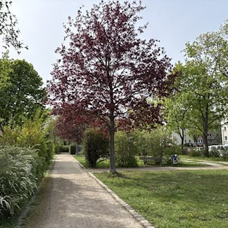Ein sonniger Parkweg in Dresden-Johannstadt, gesäumt von grünen Büschen und Bäumen, darunter ein auffälliger Baum mit roten Blättern. Im Hintergrund ist ein Wohngebäude zu sehen.