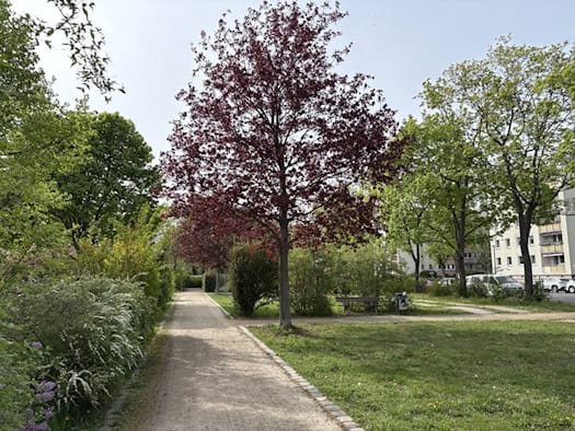 Ein sonniger Parkweg in Dresden-Johannstadt, gesäumt von grünen Büschen und Bäumen, darunter ein auffälliger Baum mit roten Blättern. Im Hintergrund ist ein Wohngebäude zu sehen.