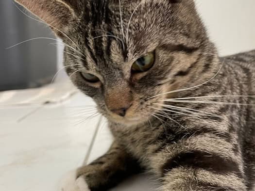 Tierheim Meißen: Fritz wartet auf neues Zuhause