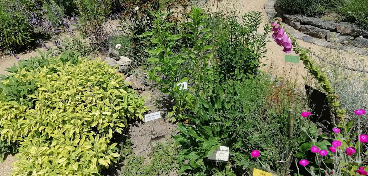 Die Naturapotheke des Kräuterkreis Hainewalde