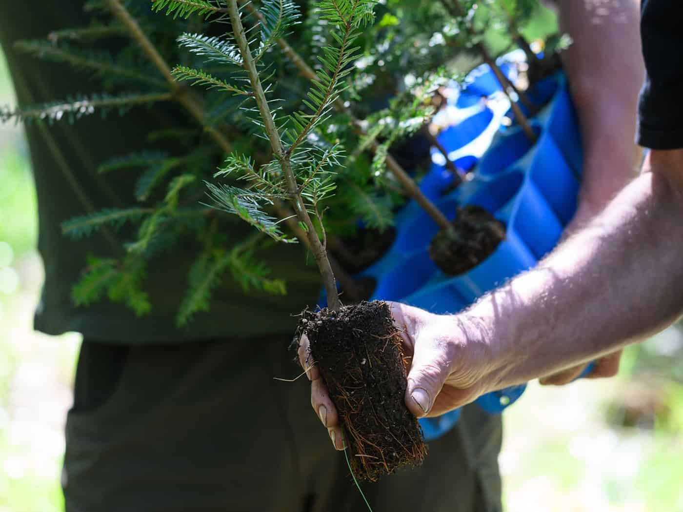 More than five million young trees to be planted