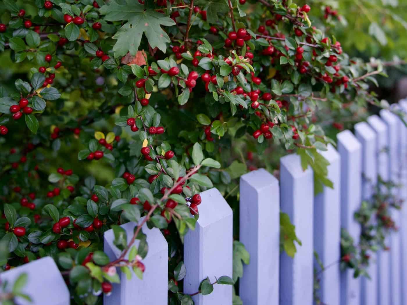 Dichter, grüner Strauch mit roten Beeren, der über einen weißen Lattenzaun wächst und eine natürliche Abgrenzung bildet.