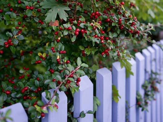 Dichter, grüner Strauch mit roten Beeren, der über einen weißen Lattenzaun wächst und eine natürliche Abgrenzung bildet.