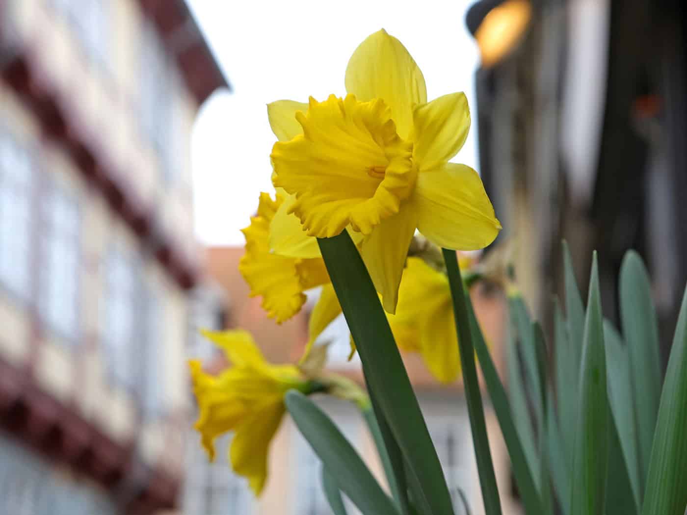 Mild und launisch – Osterwetter bringt Sonne und Schauer