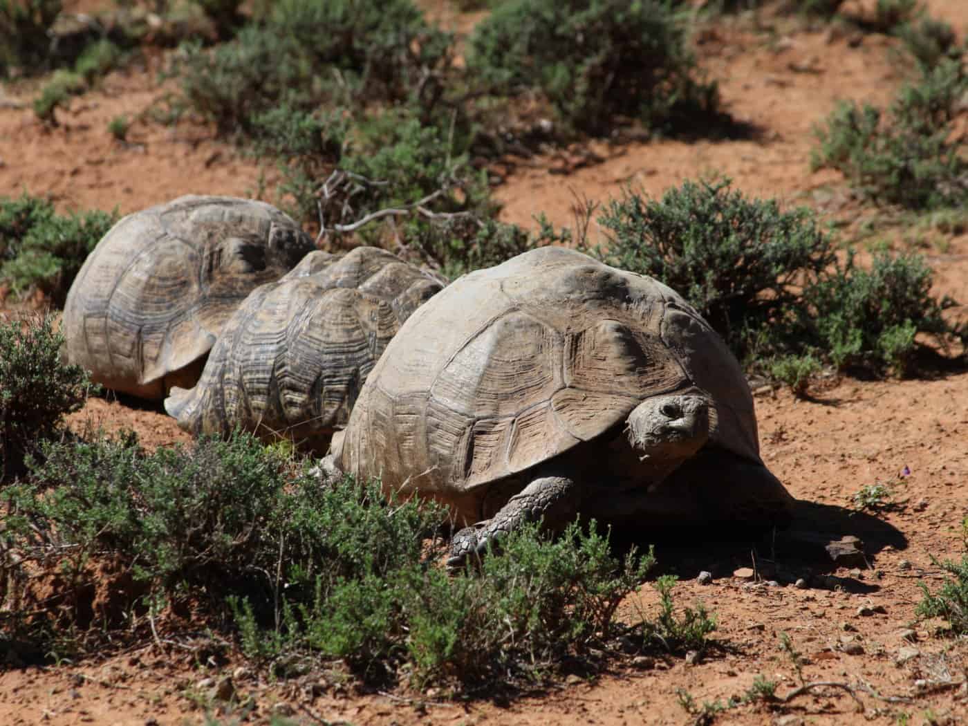 Weighing up to 30 kilograms and yet unprotected: despite its size, the panther tortoise is exposed to poaching and habitat loss. Photo: Senckenberg/Vamberger