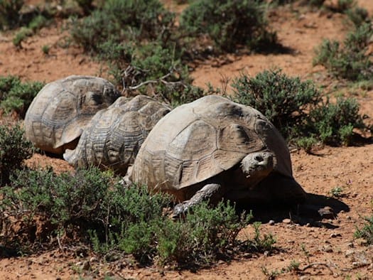 Bis zu 30 Kilogramm schwer und dennoch schutzlos: Die Pantherschildkröte ist trotz ihrer Größe Wilderei und Lebensraumverlust ausgesetzt. Foto: Senckenberg/Vamberger