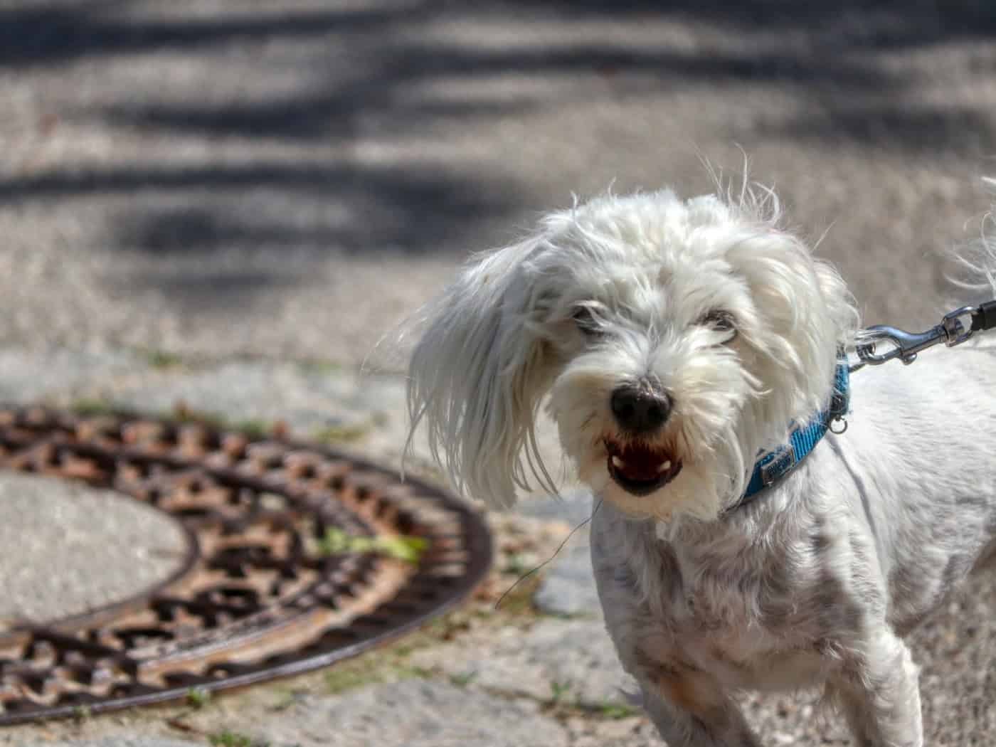 Kontrollen in Dresden: Jeder zweite Hundehalter verstößt gegen Regeln