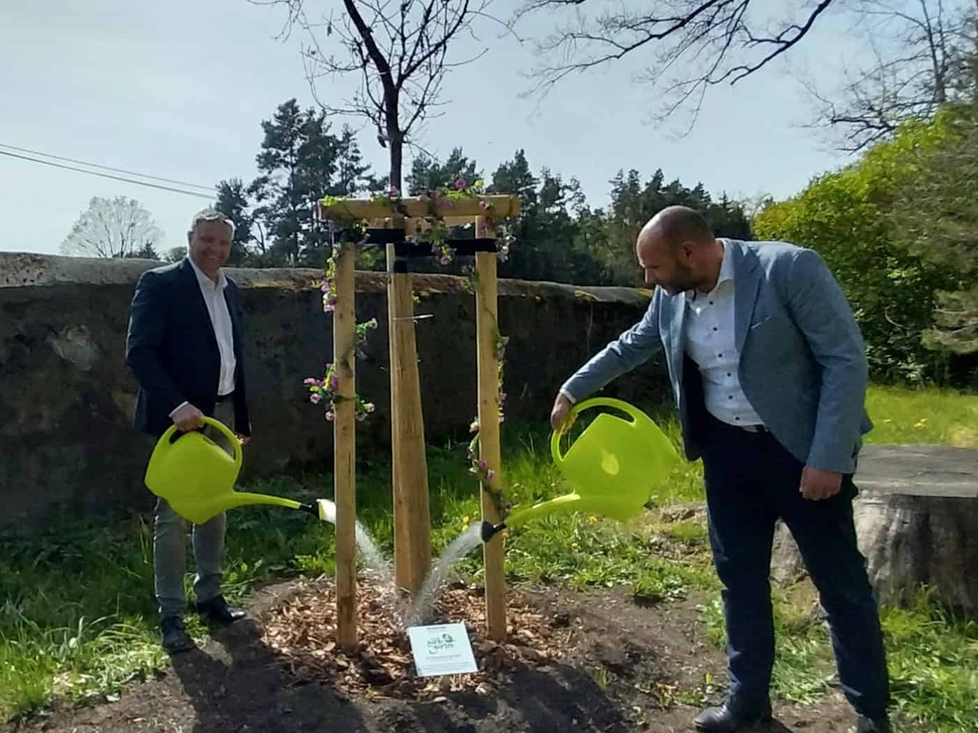 Bürgermeister Rico Pfeiffer (links) und Torsten Gräfe (OSKD) gießen gemeinsam mit neongrünen Gießkannen eine junge, von Holzpfählen gestützte Eiche im Schlosspark Hermsdorf. Die Szene zeigt das Engagement für den Erhalt des historischen Landschaftsgartens bei Ottendorf-Okrilla unter sonnigem Frühlin